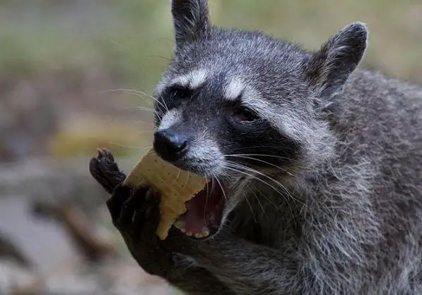 What Raccoons Eat - How to Choose The Best Bait for a Trap