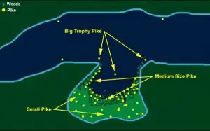where-to-find-northern-pike