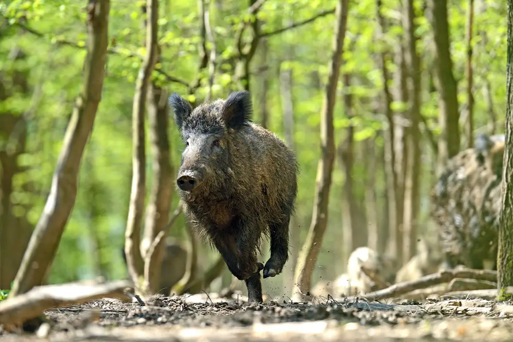 Where to Shoot a Hog With a Bow