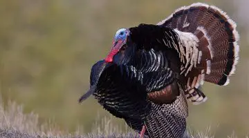 Where to Shoot a Turkey with a Bow