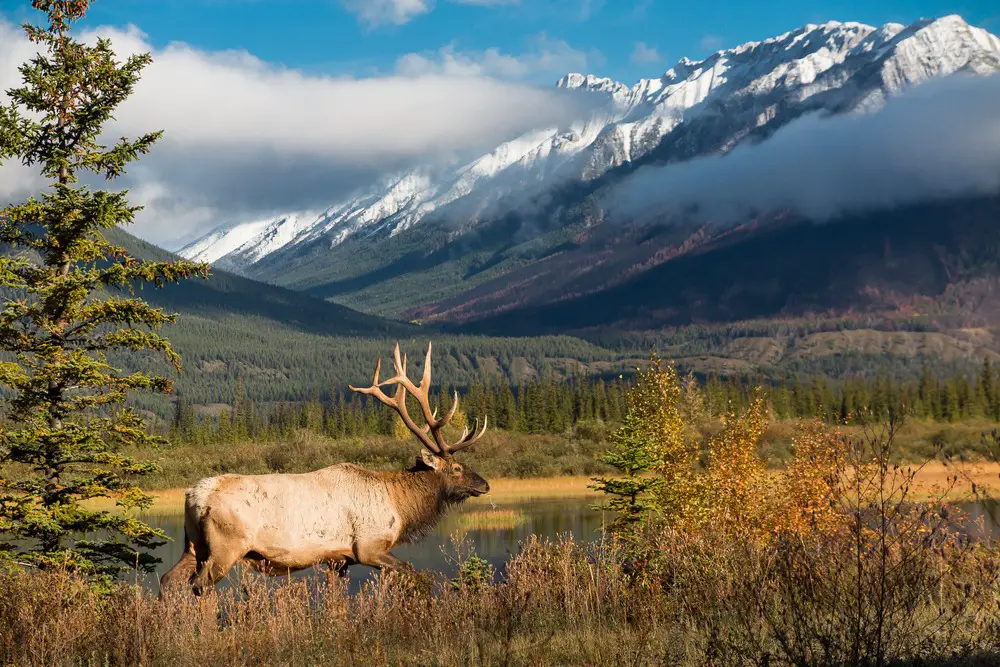Best Elk Hunting States in the United States