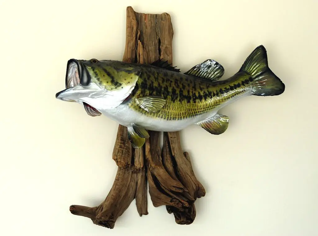 Large mouth bass fish mounted on a dried wood