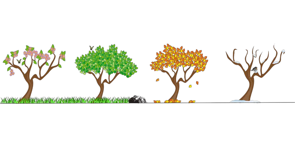 Illustration of how trees behave depending on on specific season