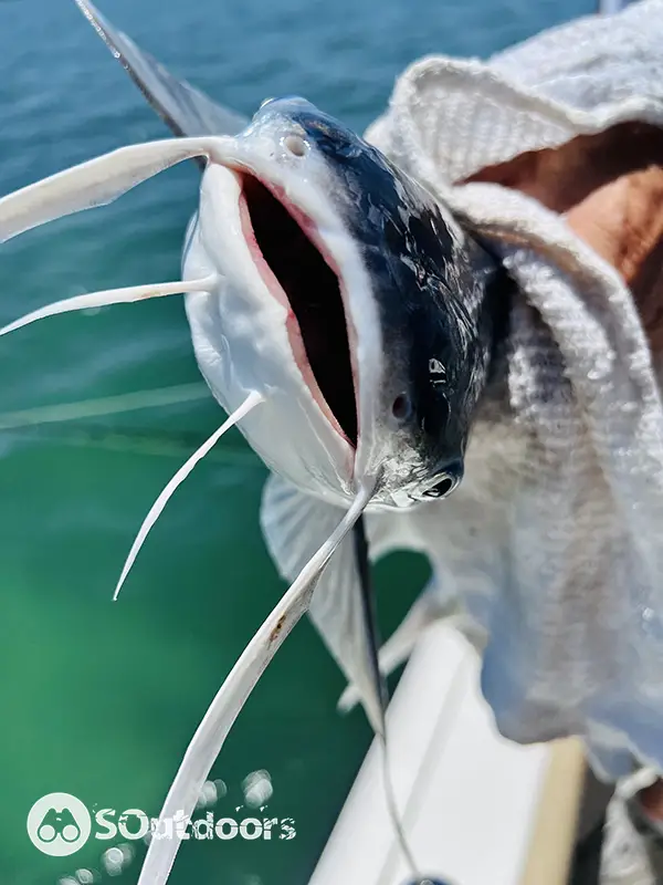 Blue and flathead catfish close up shot