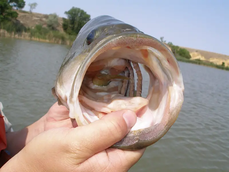 A fisherman caught a large mouth bass fish with a little fish on its throat