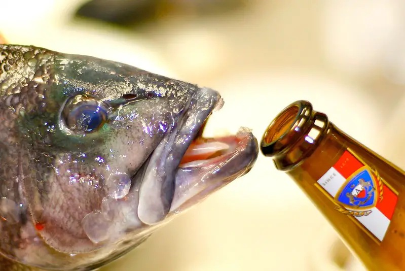 Baby bass fish trying to drink a bottle of beer