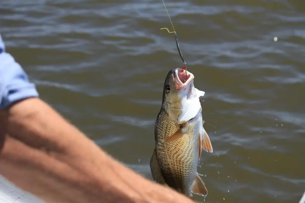 A fisherman successfully caught a fish