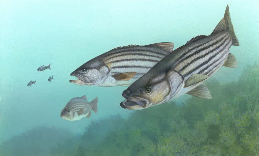 Drawing image of largemouth bass fish underwater