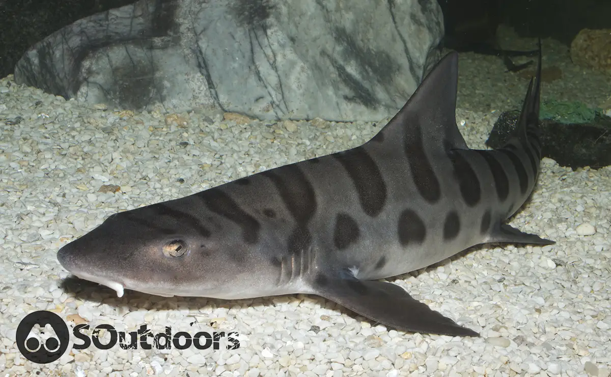 Leopard Shark Fishing Tips & Tactics