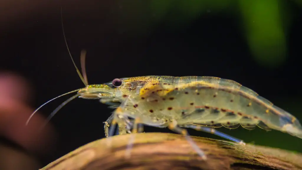 A freshwater transparent small shrimp