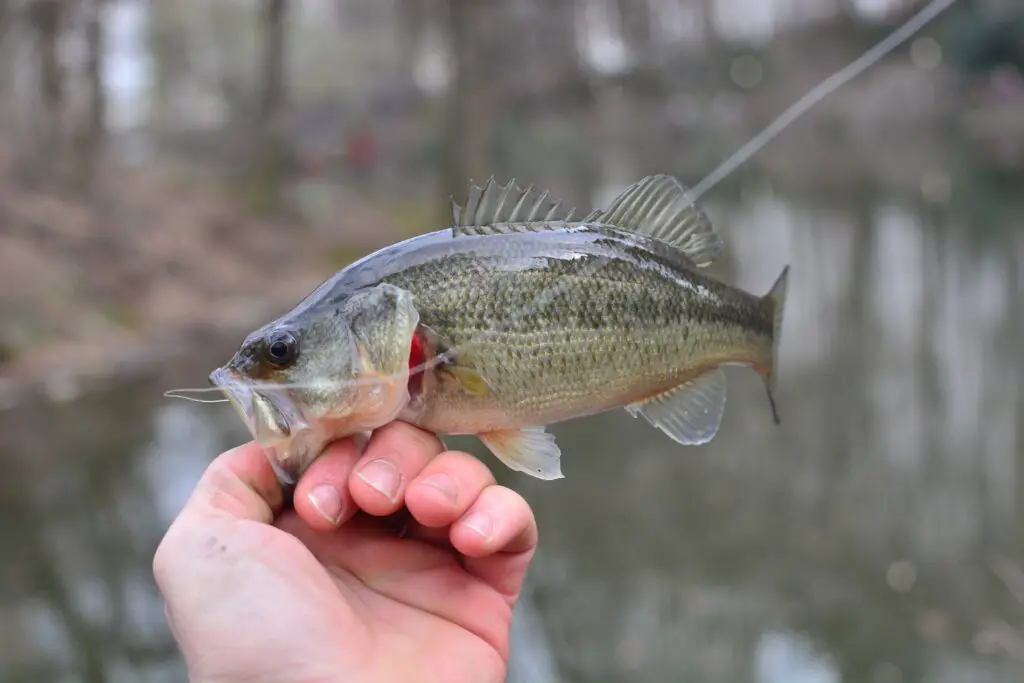 A fish caught in a fishing lure