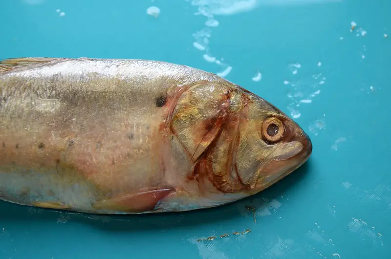 A caught menhaden fish