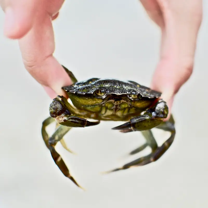 A person holding a small crab