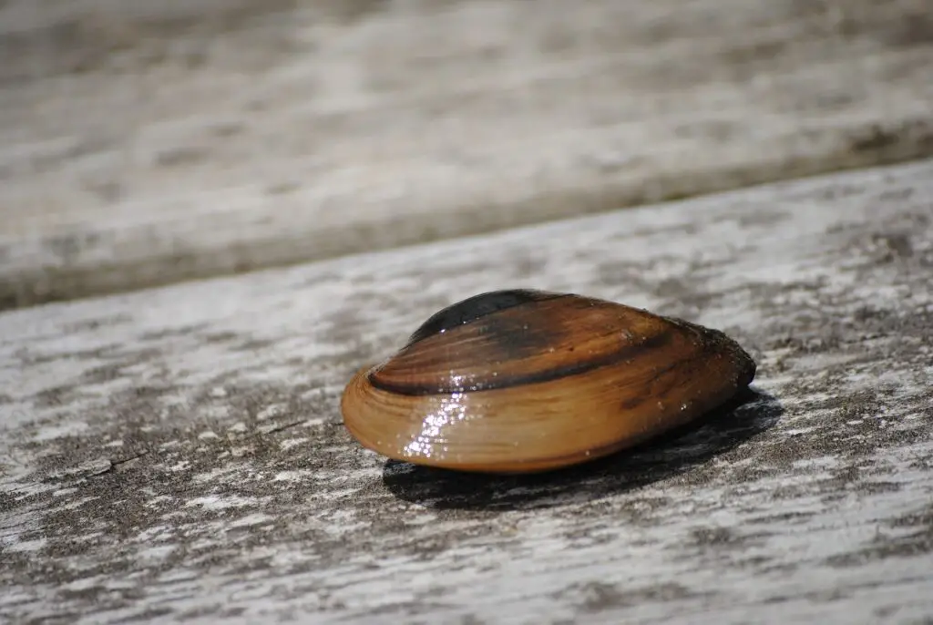 A close up photo of a brown shell clam