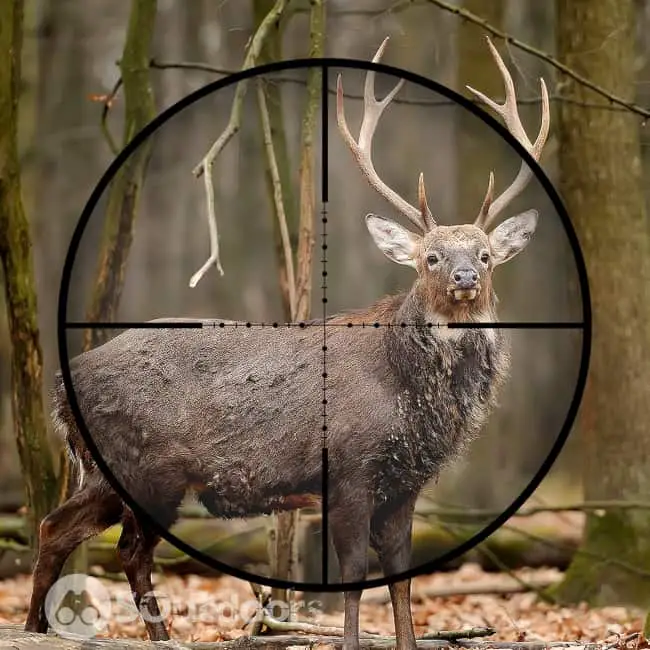A deer under the a scope of a rifle