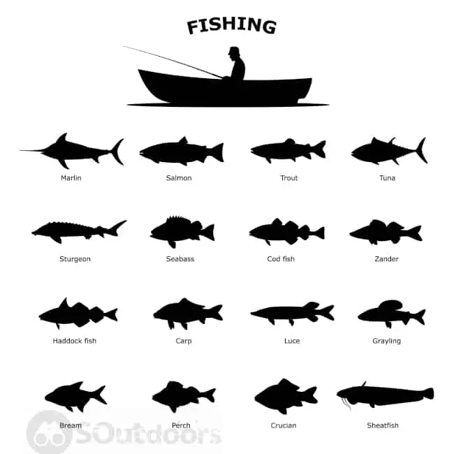 Infographic of the different types of the fish
